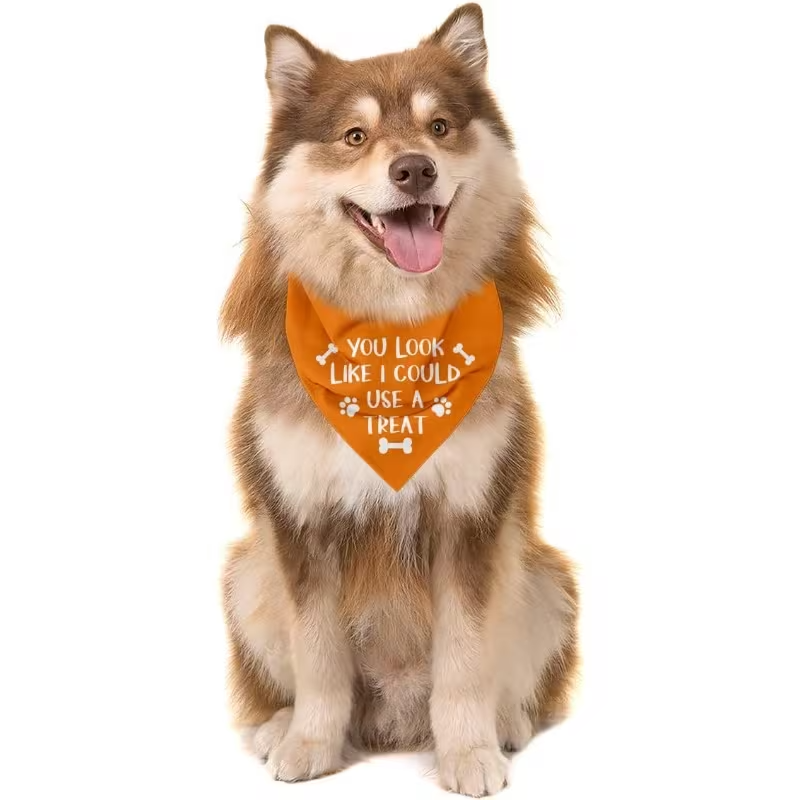 NEW Dog Bandana "You Look Like I Could Use a Treat" 2